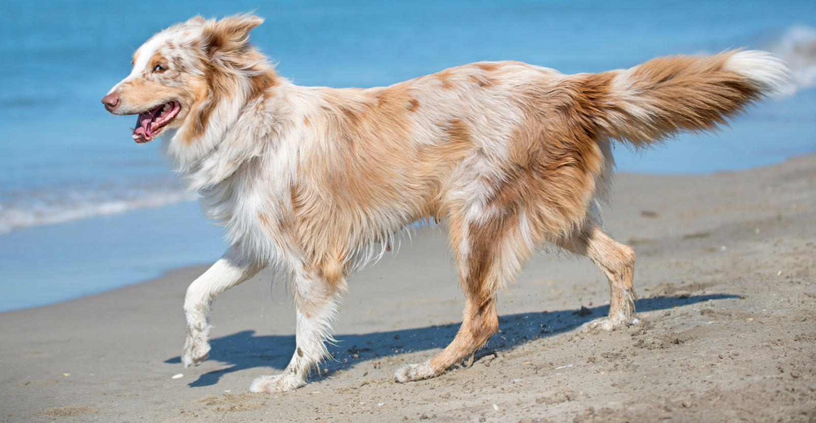 Self red 2024 merle australian shepherd